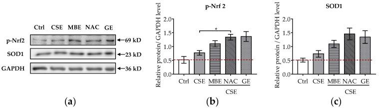 https://cdn.ncbi.nlm.nih.gov/pmc/blobs/678c/9774157/693fdcbaa385/antioxidants-11-02460-g005.jpg