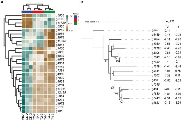 https://cdn.ncbi.nlm.nih.gov/pmc/blobs/678d/10867199/219c0e25edb8/fmicb-15-1342584-g006.jpg
