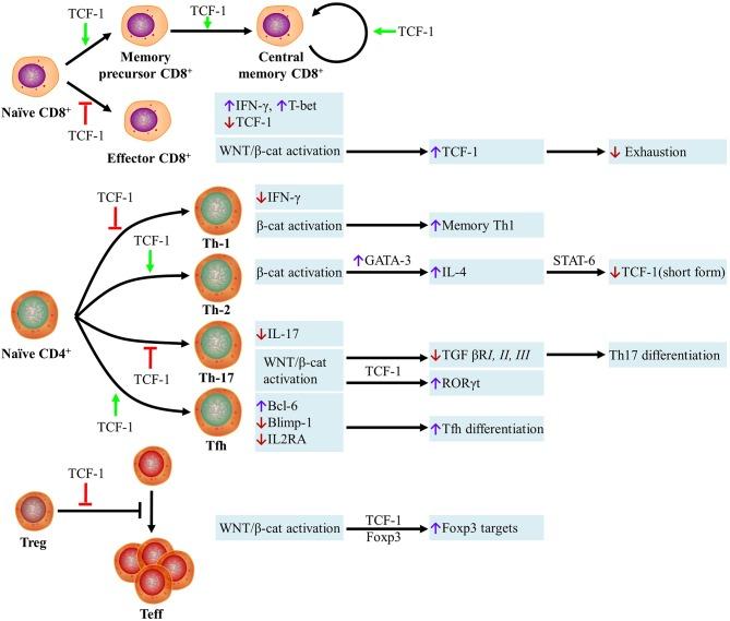 https://cdn.ncbi.nlm.nih.gov/pmc/blobs/678d/6775198/1c77a7ebdeb8/fimmu-10-02293-g0001.jpg