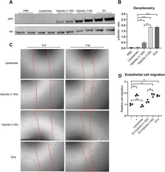 https://cdn.ncbi.nlm.nih.gov/pmc/blobs/678f/11468224/4b991a1841ff/ADHM-11-2101202-g003.jpg