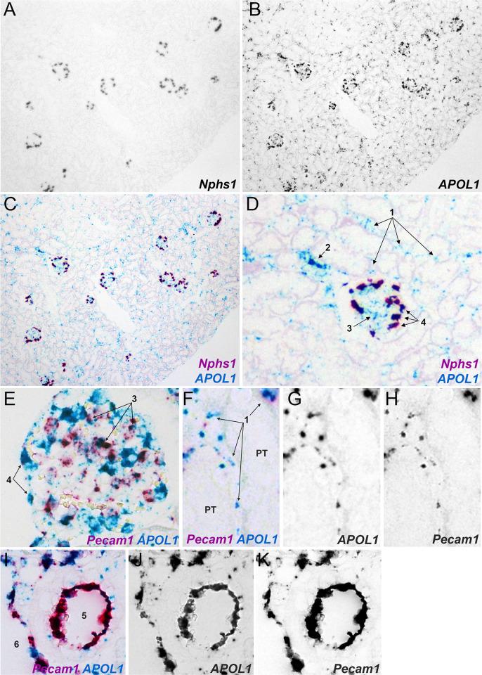 https://cdn.ncbi.nlm.nih.gov/pmc/blobs/678f/8211208/2b0a06de3ca5/pone.0253197.g004.jpg