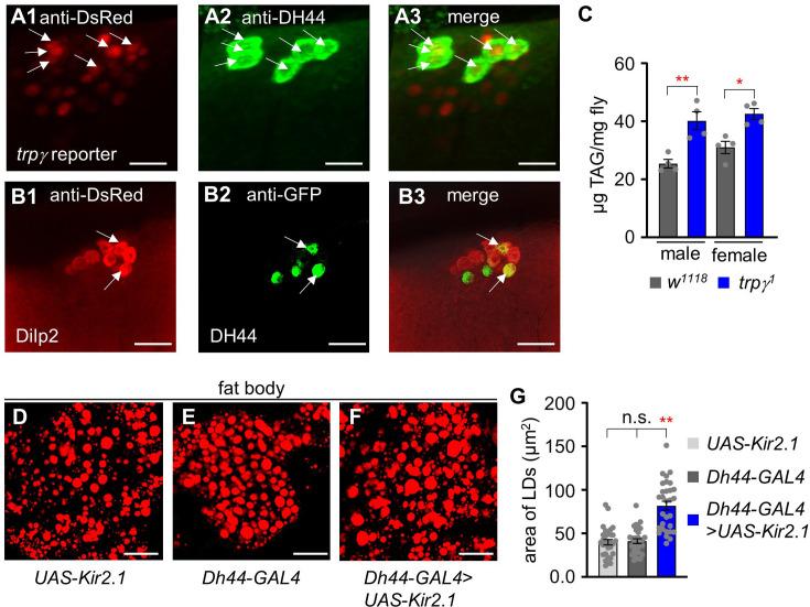 https://cdn.ncbi.nlm.nih.gov/pmc/blobs/6794/12005721/5420955bf169/elife-99258-fig2-figsupp1.jpg