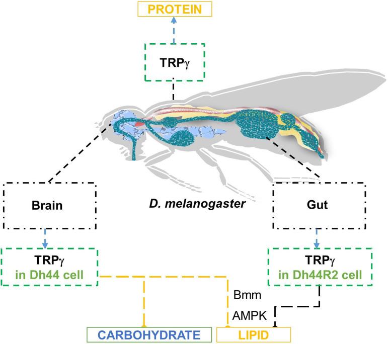 https://cdn.ncbi.nlm.nih.gov/pmc/blobs/6794/12005721/c68f8785a349/elife-99258-fig8.jpg
