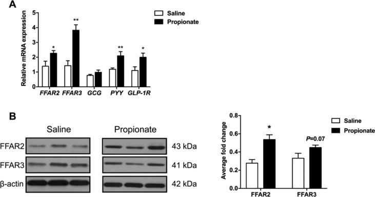 https://cdn.ncbi.nlm.nih.gov/pmc/blobs/6794/9356018/0f7616f94a34/gr3.jpg