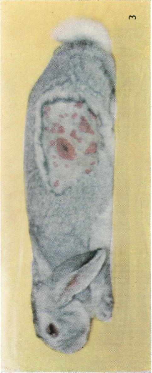 https://cdn.ncbi.nlm.nih.gov/pmc/blobs/6795/2217926/6ce6fac3c5b9/jhyg00144-0024-c.jpg