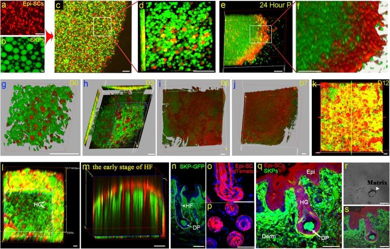 https://cdn.ncbi.nlm.nih.gov/pmc/blobs/6795/7118821/3fd03571ed67/13287_2020_1650_Fig2_HTML.jpg