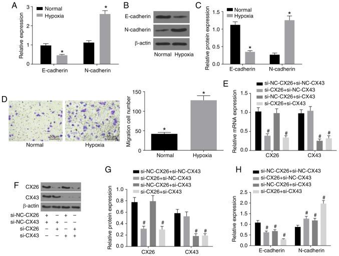 https://cdn.ncbi.nlm.nih.gov/pmc/blobs/6796/6741836/8b80a617a38c/IJO-55-04-0845-g02.jpg