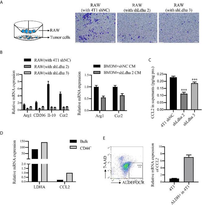 https://cdn.ncbi.nlm.nih.gov/pmc/blobs/6796/8225328/1222bf04d38e/fonc-11-654452-g006.jpg