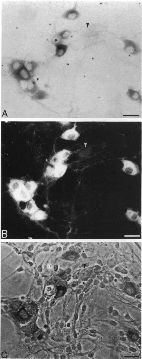 https://cdn.ncbi.nlm.nih.gov/pmc/blobs/679b/1166654/37e292c82b59/janat00137-0035-a.jpg