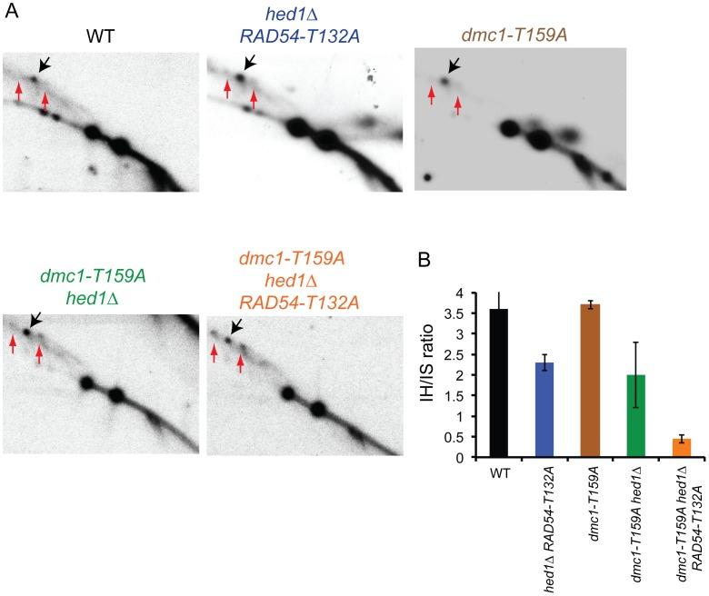 https://cdn.ncbi.nlm.nih.gov/pmc/blobs/679c/3900393/a66ede5eb410/pgen.1004005.g004.jpg