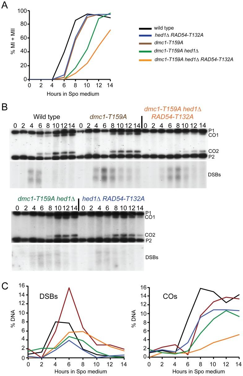 https://cdn.ncbi.nlm.nih.gov/pmc/blobs/679c/3900393/df67338ad15d/pgen.1004005.g003.jpg
