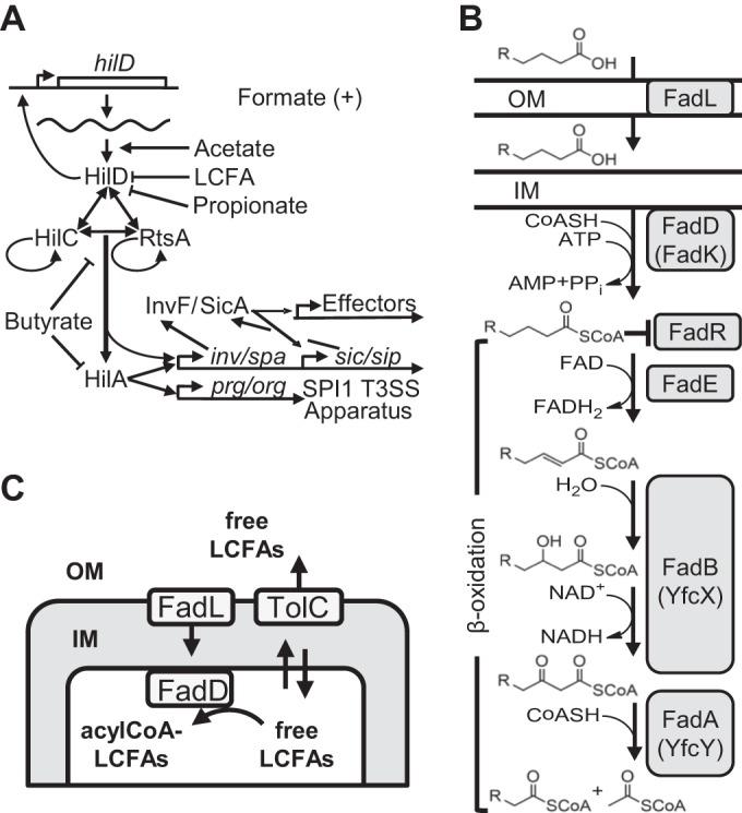 https://cdn.ncbi.nlm.nih.gov/pmc/blobs/679c/4752608/43a7243ff73b/mbo0011627010001.jpg
