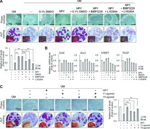 https://cdn.ncbi.nlm.nih.gov/pmc/blobs/679f/3822502/1fc4d3c59091/jcmm0015-0152-f3.jpg