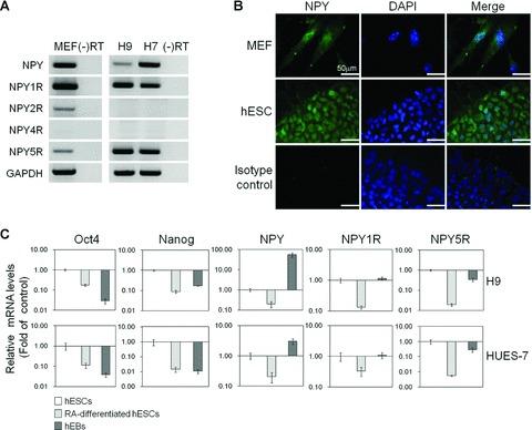 https://cdn.ncbi.nlm.nih.gov/pmc/blobs/679f/3822502/35ba27a58985/jcmm0015-0152-f1.jpg