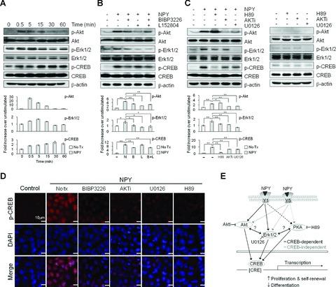 https://cdn.ncbi.nlm.nih.gov/pmc/blobs/679f/3822502/6a6d90af6532/jcmm0015-0152-f6.jpg