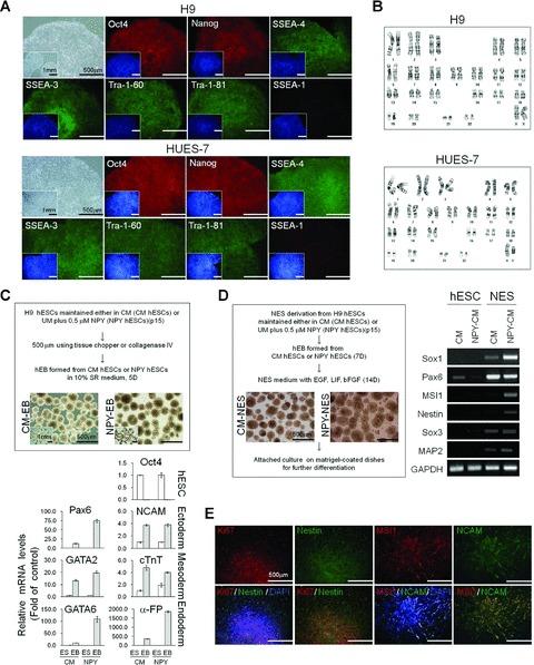 https://cdn.ncbi.nlm.nih.gov/pmc/blobs/679f/3822502/6da18c1ca6ee/jcmm0015-0152-f5.jpg