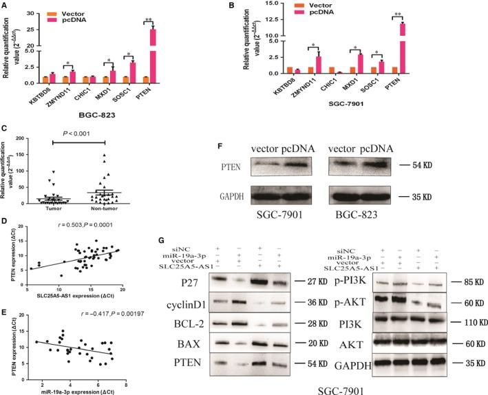 https://cdn.ncbi.nlm.nih.gov/pmc/blobs/679f/6433659/35128e9b8324/JCMM-23-2920-g007.jpg