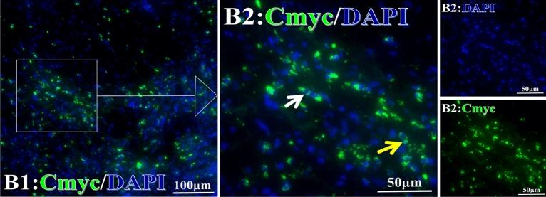 https://cdn.ncbi.nlm.nih.gov/pmc/blobs/67a1/10279707/0eabb849696d/41598_2023_36757_Fig22_HTML.jpg