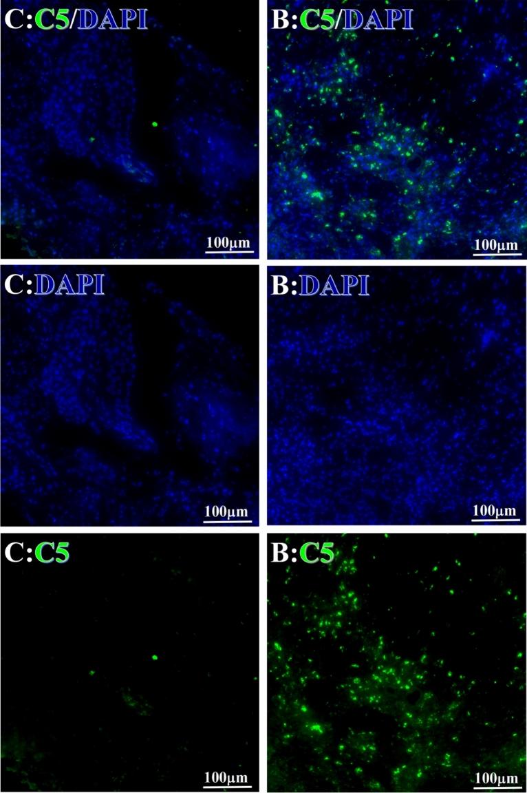 https://cdn.ncbi.nlm.nih.gov/pmc/blobs/67a1/10279707/0f8699c3e985/41598_2023_36757_Fig4_HTML.jpg
