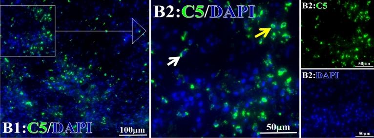 https://cdn.ncbi.nlm.nih.gov/pmc/blobs/67a1/10279707/5cc55a5b4458/41598_2023_36757_Fig15_HTML.jpg