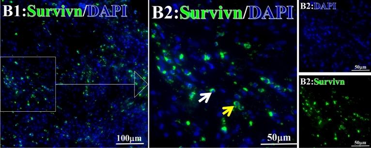 https://cdn.ncbi.nlm.nih.gov/pmc/blobs/67a1/10279707/6493ac418e65/41598_2023_36757_Fig18_HTML.jpg