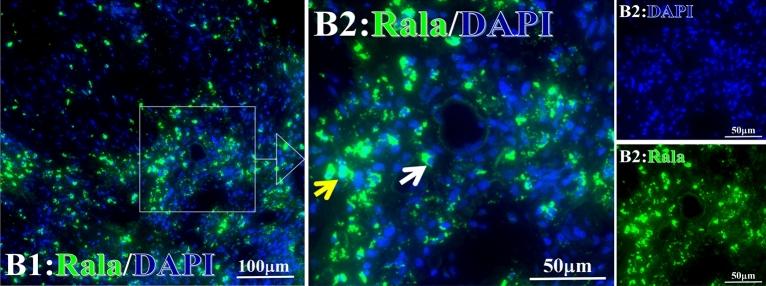 https://cdn.ncbi.nlm.nih.gov/pmc/blobs/67a1/10279707/b70ea8aede9d/41598_2023_36757_Fig19_HTML.jpg