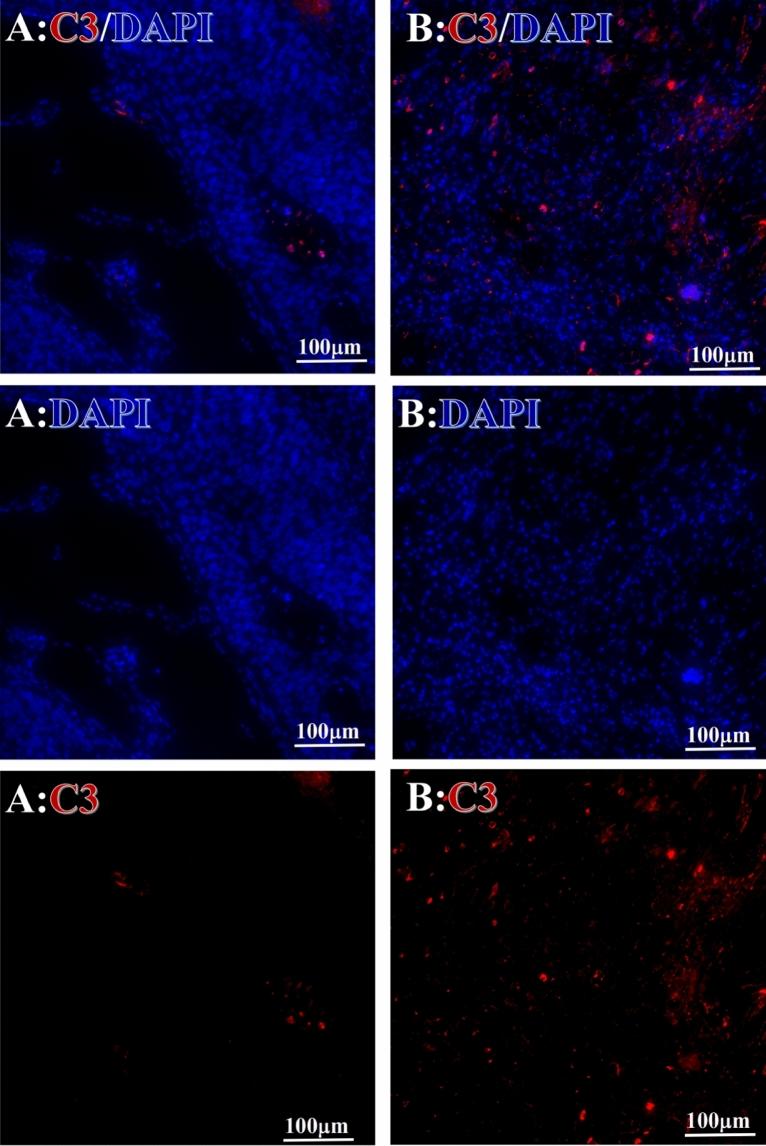 https://cdn.ncbi.nlm.nih.gov/pmc/blobs/67a1/10279707/e62264441373/41598_2023_36757_Fig3_HTML.jpg