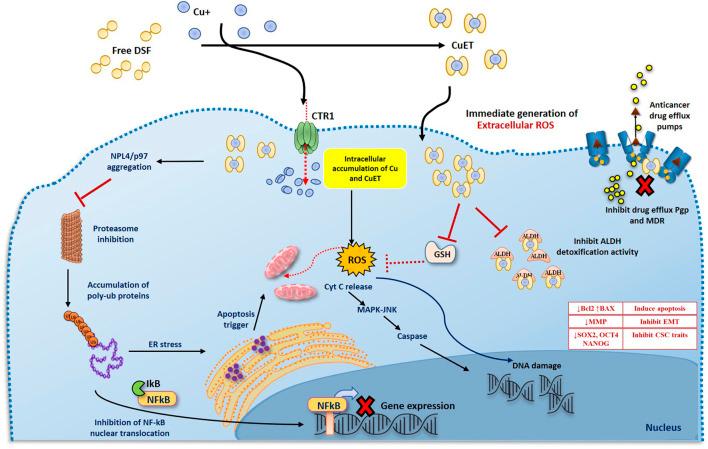 https://cdn.ncbi.nlm.nih.gov/pmc/blobs/67a2/8484884/2fd4a405af5a/fmolb-08-741316-g002.jpg