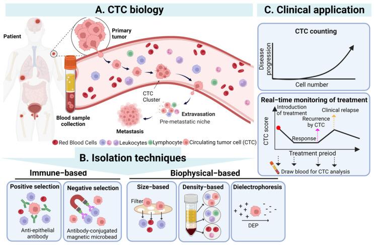 https://cdn.ncbi.nlm.nih.gov/pmc/blobs/67aa/10670359/7407ac99f8a7/cancers-15-05372-g001.jpg