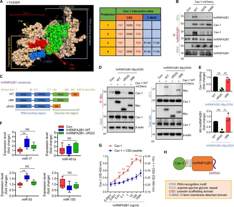 https://cdn.ncbi.nlm.nih.gov/pmc/blobs/67aa/6719430/0b409e01e8fb/JEM_20182313_Fig4.jpg