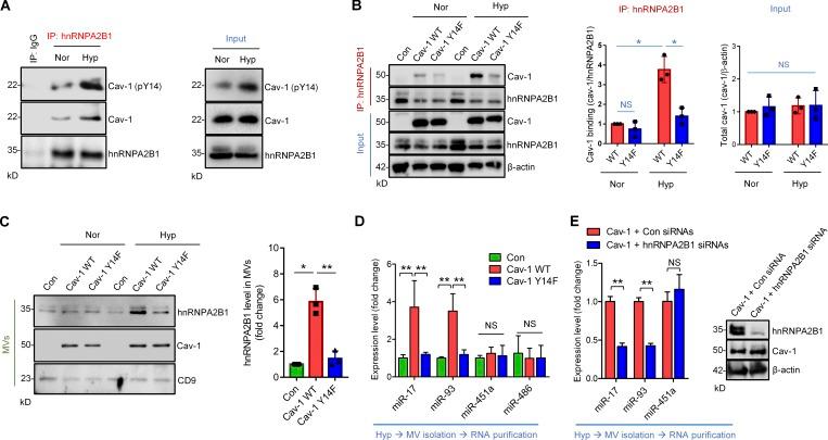 https://cdn.ncbi.nlm.nih.gov/pmc/blobs/67aa/6719430/0b41140e5d6c/JEM_20182313_Fig5.jpg