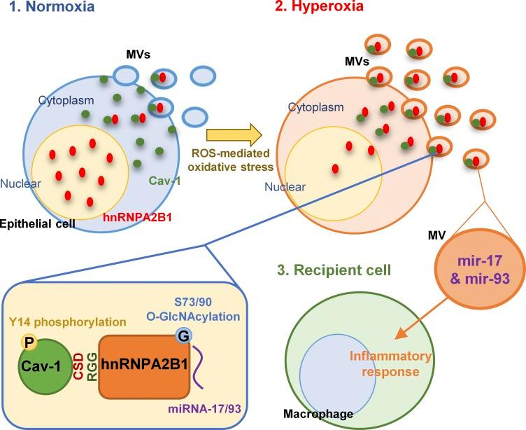 https://cdn.ncbi.nlm.nih.gov/pmc/blobs/67aa/6719430/2cfb55d40693/JEM_20182313_Fig10.jpg