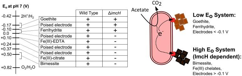 https://cdn.ncbi.nlm.nih.gov/pmc/blobs/67ad/4251993/10a45d0ed39f/mbo0061420720006.jpg