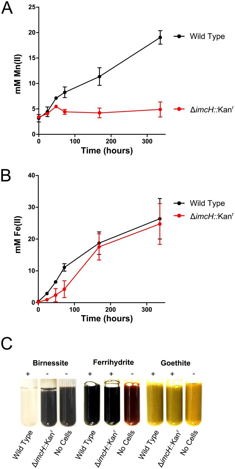 https://cdn.ncbi.nlm.nih.gov/pmc/blobs/67ad/4251993/96620836ed40/mbo0061420720003.jpg