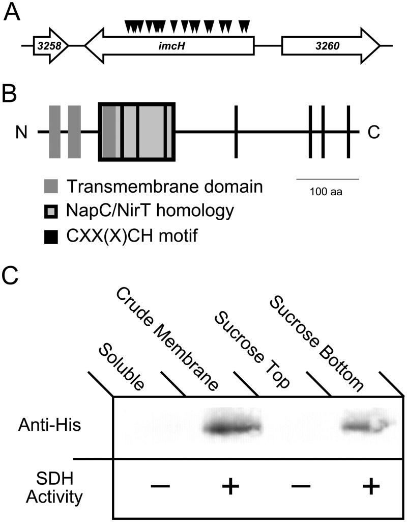 https://cdn.ncbi.nlm.nih.gov/pmc/blobs/67ad/4251993/d96beb53b71e/mbo0061420720001.jpg