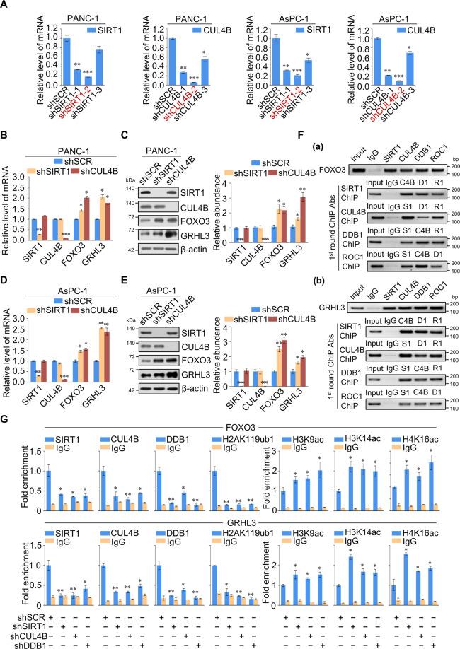 https://cdn.ncbi.nlm.nih.gov/pmc/blobs/67ae/8630059/bf4fb787b730/41418_2021_821_Fig4_HTML.jpg