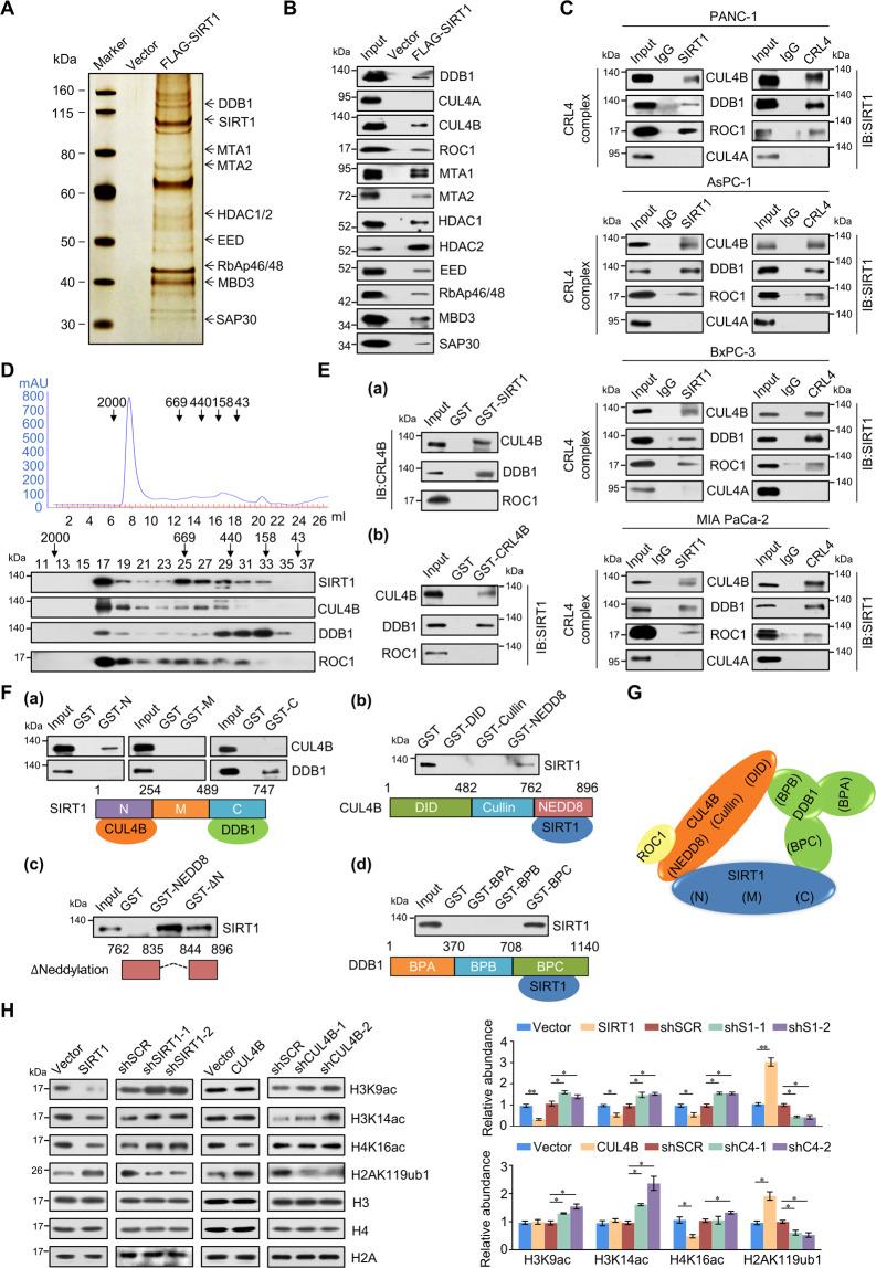 https://cdn.ncbi.nlm.nih.gov/pmc/blobs/67ae/8630059/ce8c2eaa4a3e/41418_2021_821_Fig2_HTML.jpg