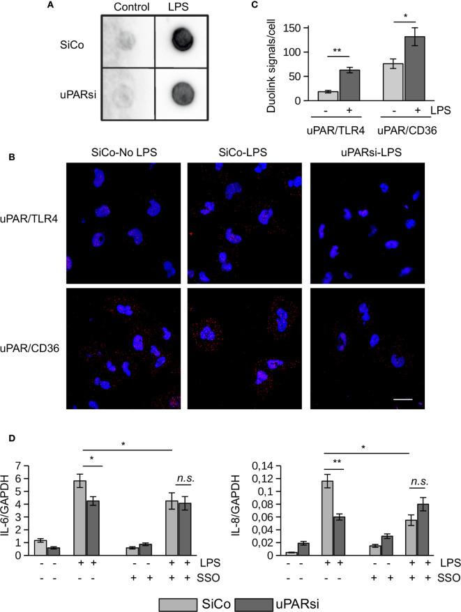 https://cdn.ncbi.nlm.nih.gov/pmc/blobs/67b0/7757075/f85cc81b5011/fimmu-11-573550-g005.jpg
