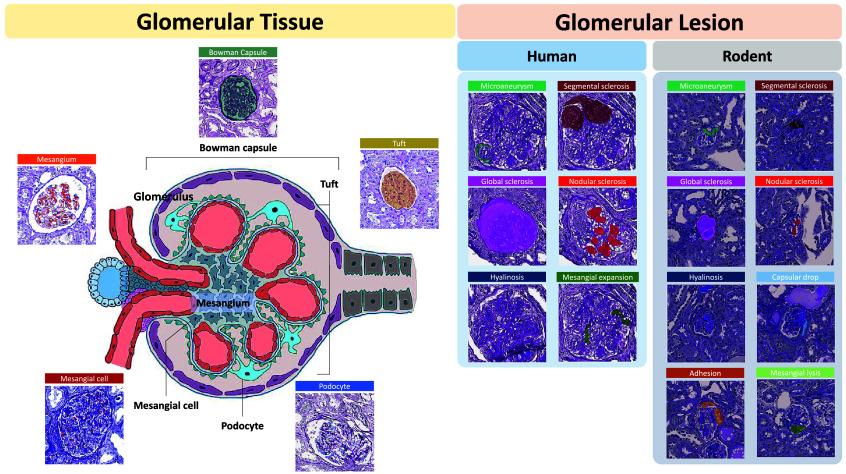 https://cdn.ncbi.nlm.nih.gov/pmc/blobs/67b3/12303538/fba44b35c5a7/JMI-012-061406-g001.jpg