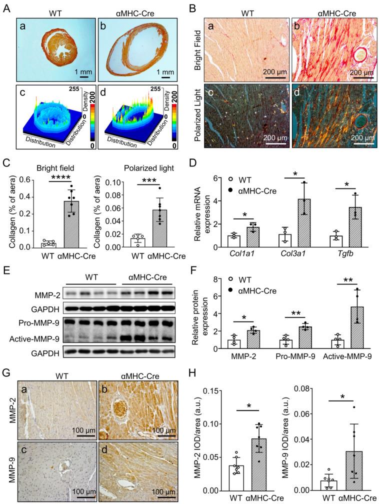https://cdn.ncbi.nlm.nih.gov/pmc/blobs/67b3/9962429/a79e348da53a/ijms-24-03094-g004.jpg