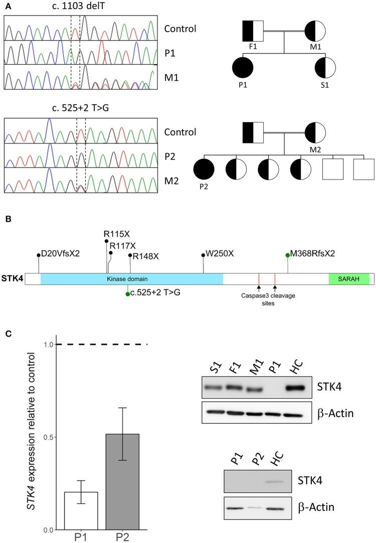 https://cdn.ncbi.nlm.nih.gov/pmc/blobs/67bc/6198654/fee3bbc579ee/fimmu-09-02400-g0001.jpg