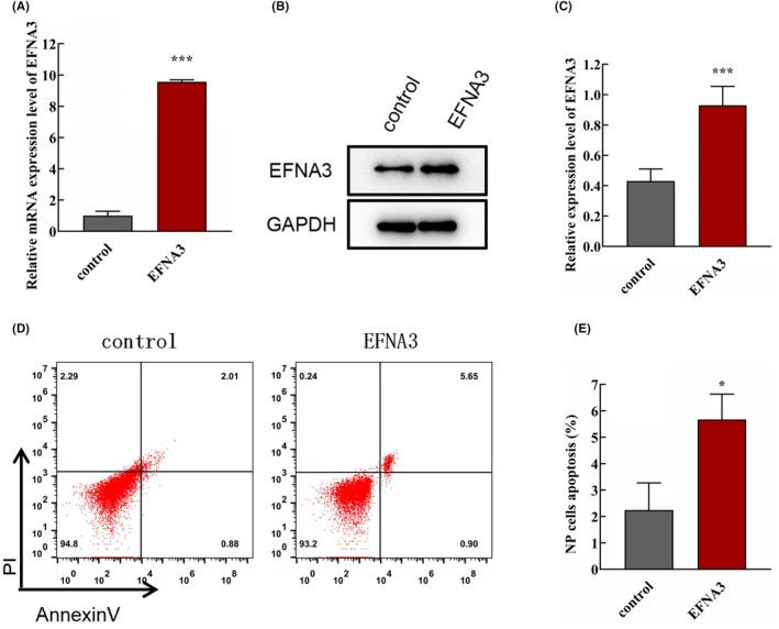 https://cdn.ncbi.nlm.nih.gov/pmc/blobs/67be/10826450/1eb9719e7943/JCMM-28-e18054-g001.jpg