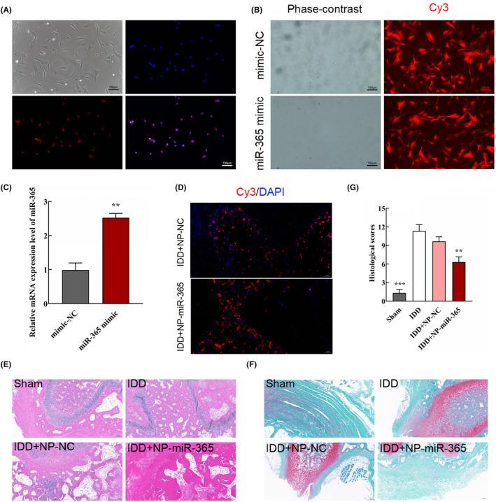 https://cdn.ncbi.nlm.nih.gov/pmc/blobs/67be/10826450/b25d0a9292d4/JCMM-28-e18054-g002.jpg