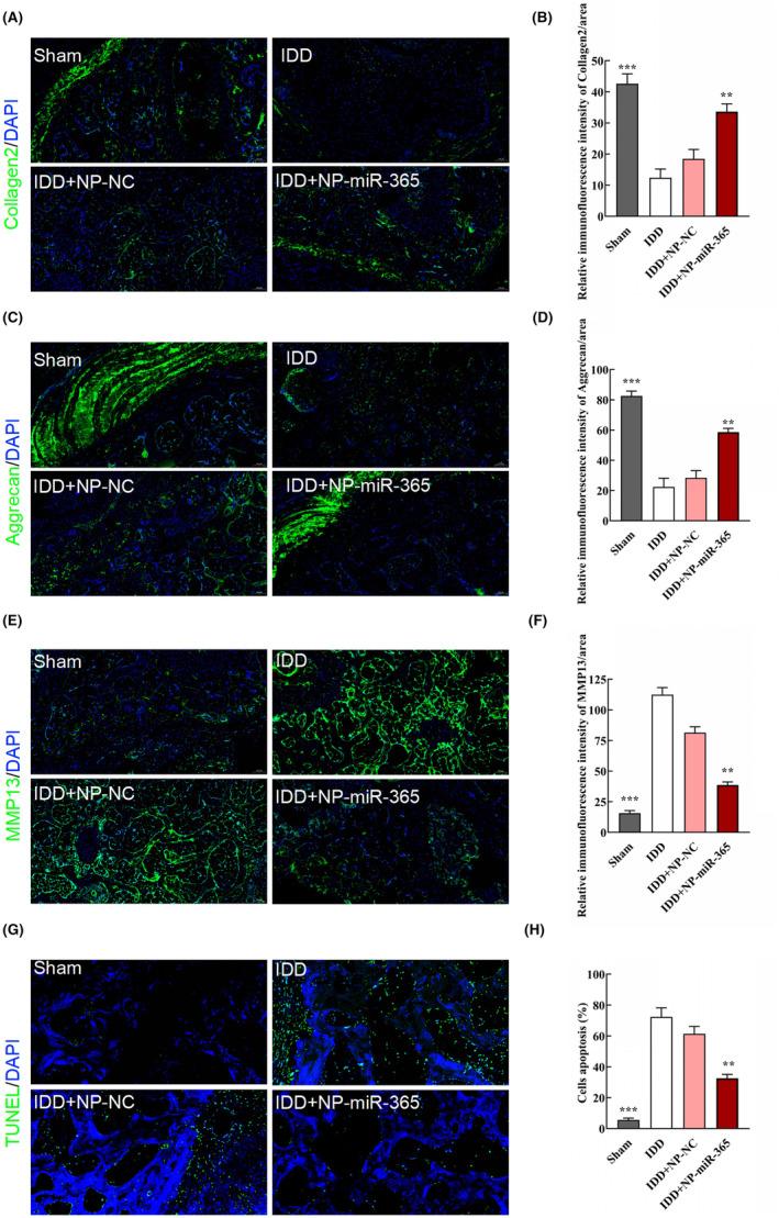 https://cdn.ncbi.nlm.nih.gov/pmc/blobs/67be/10826450/dc09587fc744/JCMM-28-e18054-g007.jpg
