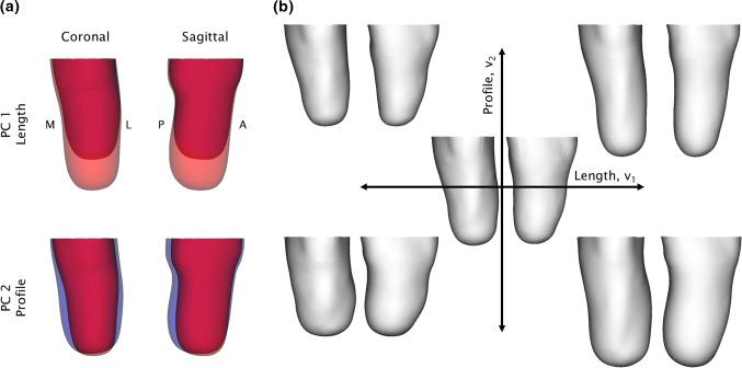 https://cdn.ncbi.nlm.nih.gov/pmc/blobs/67c0/7423807/86c1846b733a/10237_2019_1195_Fig2_HTML.jpg