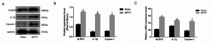 https://cdn.ncbi.nlm.nih.gov/pmc/blobs/67c1/11059006/80ac05782b1d/11033_2024_9537_Fig2_HTML.jpg
