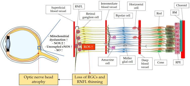 https://cdn.ncbi.nlm.nih.gov/pmc/blobs/67c3/10376185/5208b0061adc/antioxidants-12-01465-g003.jpg