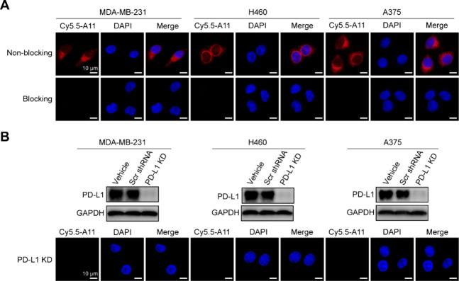 https://cdn.ncbi.nlm.nih.gov/pmc/blobs/67c5/11525735/4cfd4218365c/ao4c06761_0002.jpg