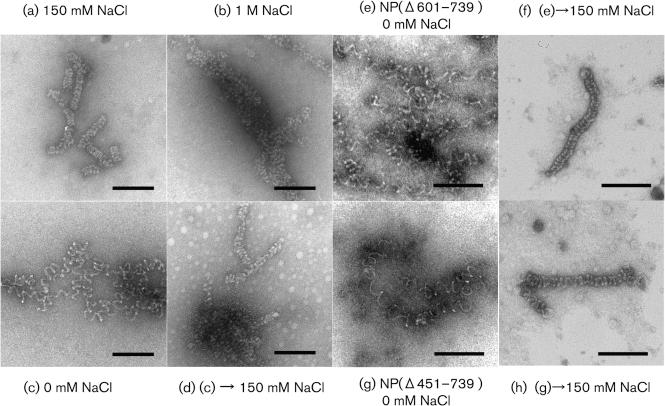 https://cdn.ncbi.nlm.nih.gov/pmc/blobs/67c5/3052720/c91fa0b93b2e/1478fig2.jpg