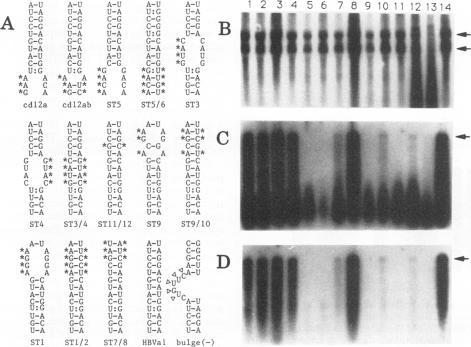 https://cdn.ncbi.nlm.nih.gov/pmc/blobs/67c6/237970/f81e944ffb0b/jvirol00030-0588-a.jpg